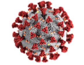صورة حقيقية لشكل فيروس كورونا من CDC