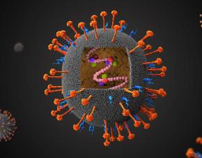 فيروس نيباه ، Nipah Virus ، الصورة نقلا عن Gavi 