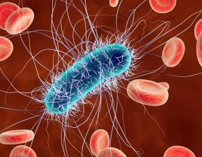 بكتيريا E. coli - الصورة نقلا عن WOSU