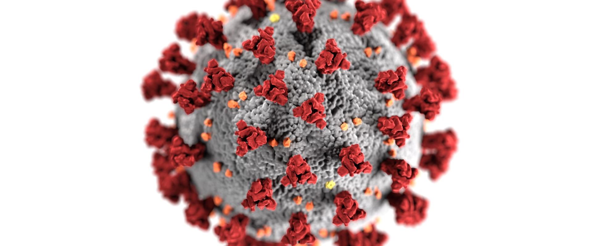 صورة حقيقية لشكل فيروس كورونا من CDC