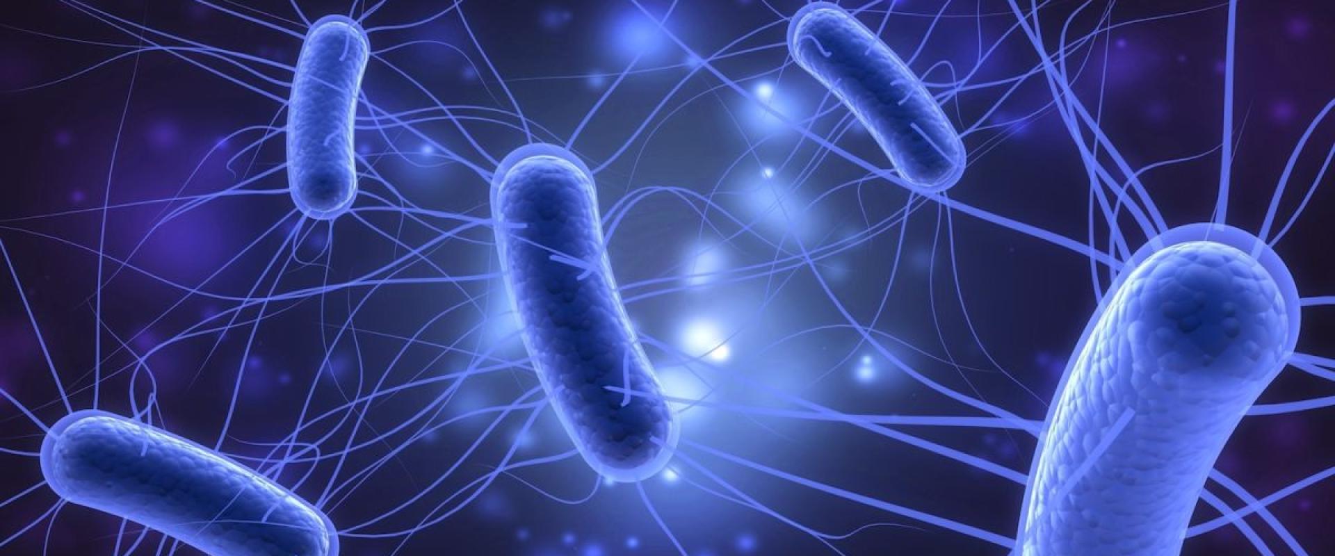 e. coli الصورة نقلا عن Live Science