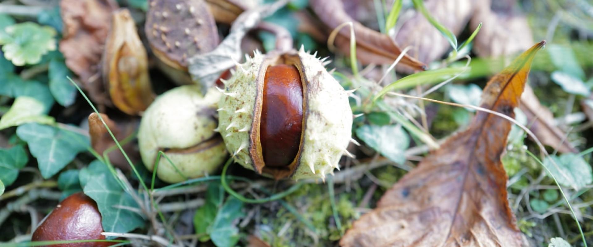 شجرة الباكاي ، صورة لـ  Georg Eiermann شجرة الباكاي ، صورة لـ  Georg Eiermann