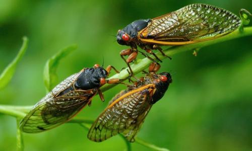 الصورة نقلا عن  scientificamerican، Credit: Alamy