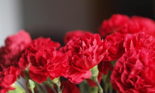 Red Carnation 