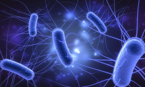 e. coli الصورة نقلا عن Live Science 