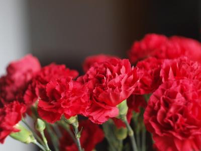 Red Carnation 