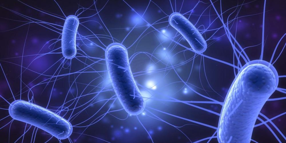e. coli الصورة نقلا عن Live Science