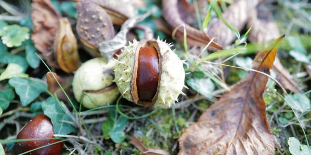 شجرة الباكاي ، صورة لـ Georg Eiermann شجرة الباكاي ، صورة لـ Georg Eiermann