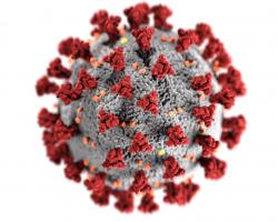 صورة حقيقية لشكل فيروس كورونا من CDC صورة حقيقية لشكل فيروس كورونا من CDC
